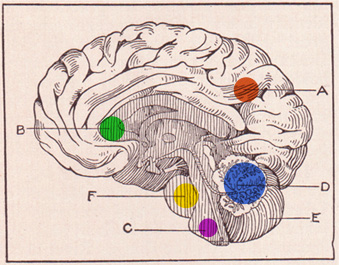 Brain image