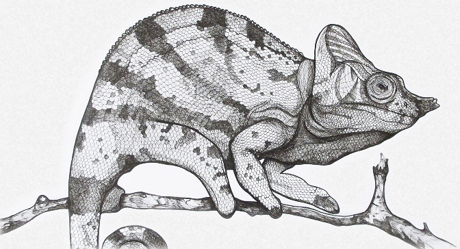 Pris Roos - Chameleon on tree